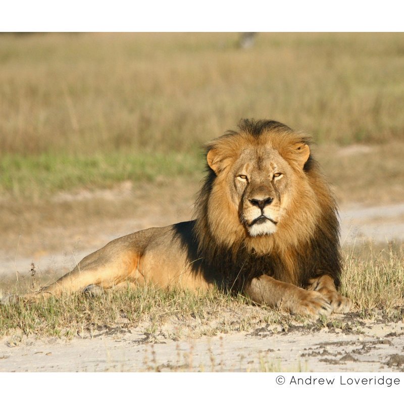 BornFreeFDN's tweet image. The legacy of #Cecil the lion is as important as ever, and will continue to be so until trophy hunting has been consigned to the history books where it belongs 🦁

Visit: bit.ly/TrophyHuntingS…

#CecilRemembered 
#EndTrophyHunting #EndTrophyHuntingDay #KeepWildlifeInTheWild
