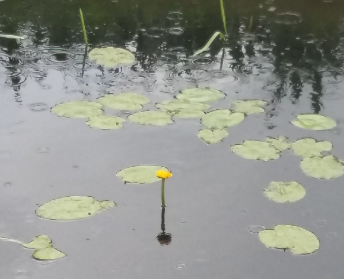 denatuurplaats's tweet photo. Het is weer tijd om de natuur in te gaan! Zaterdag 30 juni Zintuigenwandeling en zondag 1 juli Scharrelkids @ivn_norg Meer info via https://t.co/dDH98esmTF https://t.co/SOJC3rqf2w