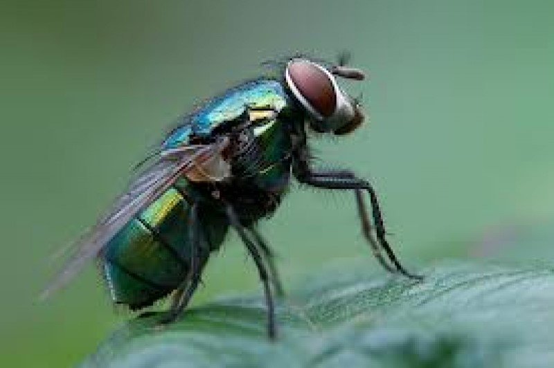 Het is weer tijd om de natuur in te gaan! Zaterdag 30 juni Zintuigenwandeling en zondag 1 juli Scharrelkids <a href="/ivn_norg/">IVN Norg</a> Meer info via theehuisdebosrand.nl/agenda/