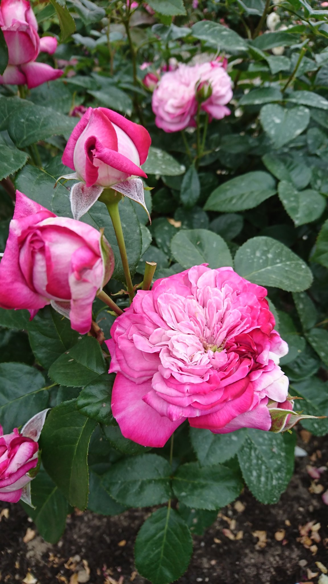 Bach ばっく バラの家さんのブログによると パリスとヘクトルは同じ薔薇を交配させて作った本当の兄弟薔薇なんだそうです いくとぴあはガタケ会場の近くだからガタケの時 また見に行こうかな Twitter