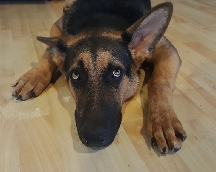 3CatInfo tweet media