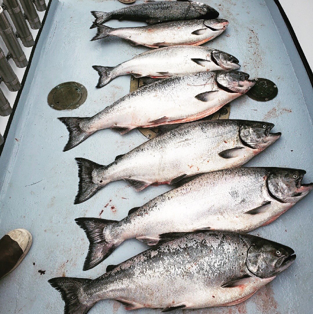 Oh Mighty Pacific Ocean you were windy, salty and rough today but I appreciate your gift! Salmon Season is Open! Now who is ready to join me for dinner? 
#Mavericks #Salmon #BBQ #SummerGoods #SeaToTable #Fishing #pacificocean🌊 #Bait #OnTheLine