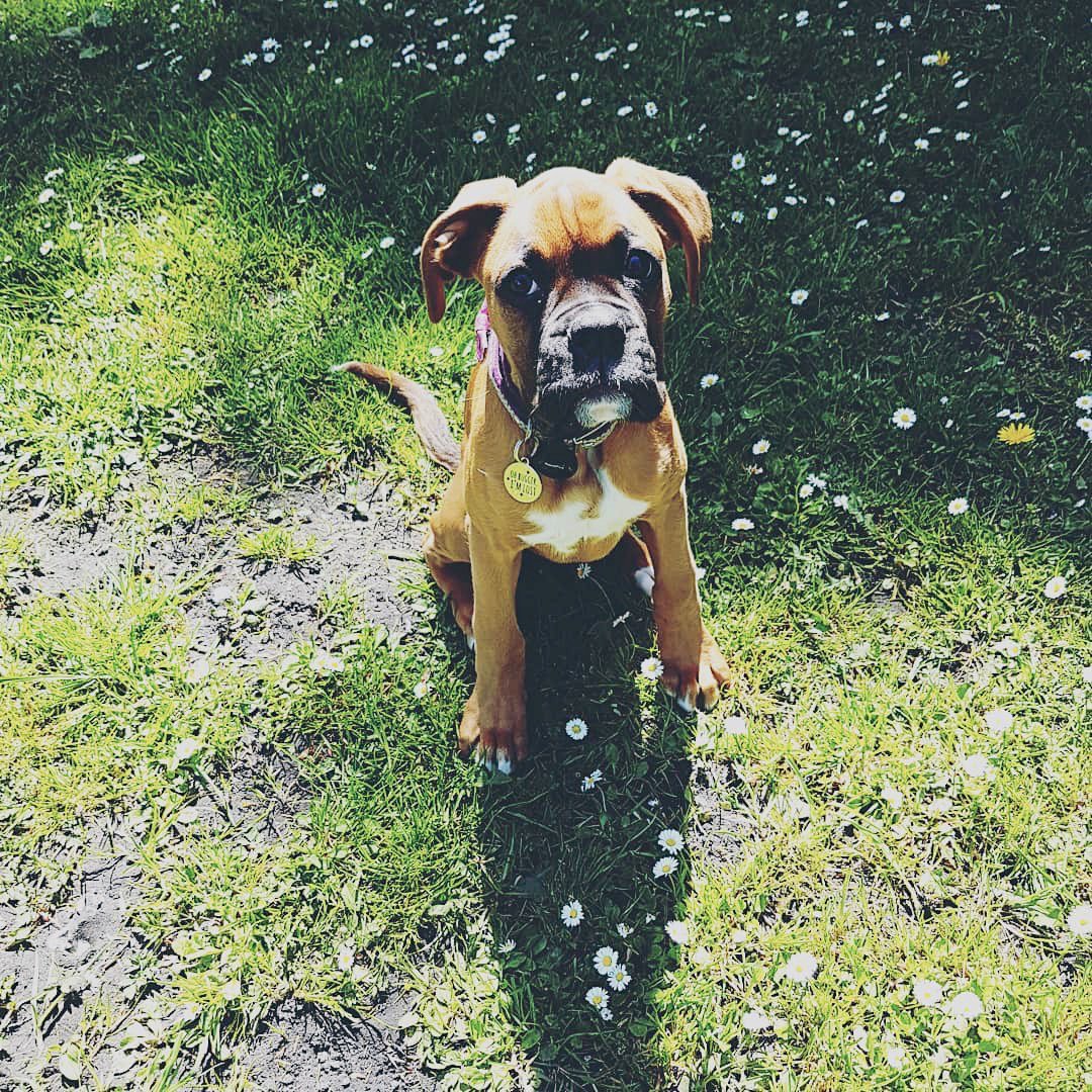 JustPoochPlay's tweet photo. Did you know puppies can wear our trackers too? We have a number of #puppy foods on our #app and it can help you track how they are growing. (📷: freyjatheboxer on Instagram) #dogapp #dogactivitytracker https://t.co/BGBv9j8go0