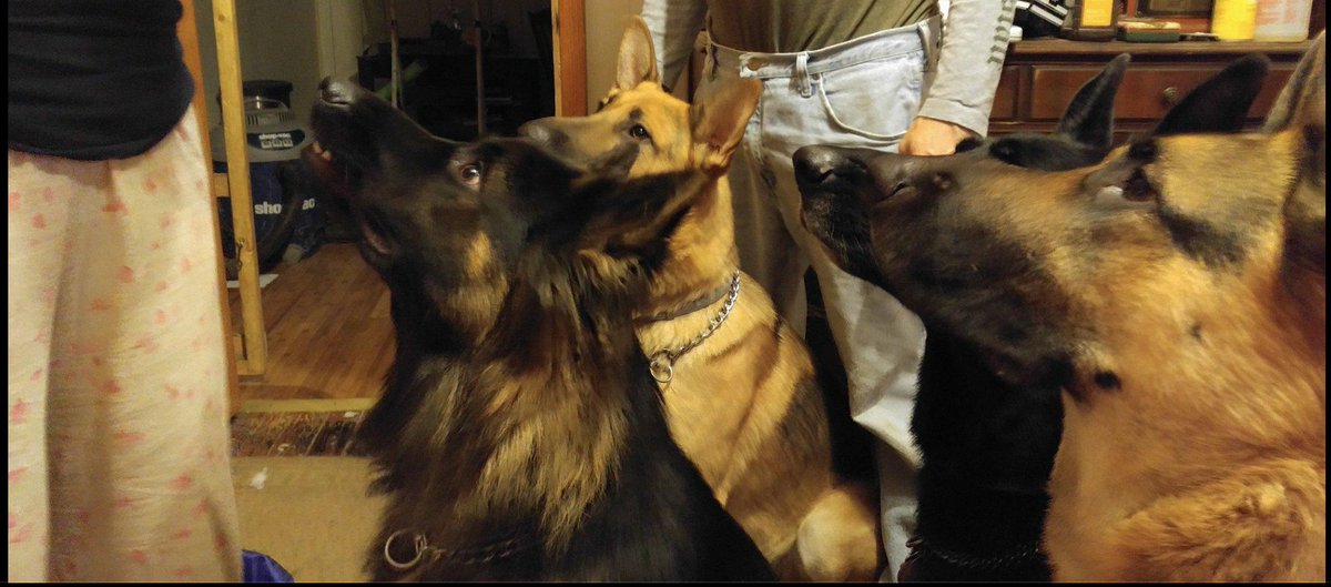VigilanteJrnlst's tweet photo. Can someone DIE from a #GuiltTrip?...
... They know those #pupperdog eyes are weapons!
Each time I walk out the front door, they stare back.
Even if I am just grabbing something from my car.
It's not as if I can leave without my #servicedog.
#Extortion #Doggos #GSD #Doggos #SDIT https://t.co/RlRiOGGzNl