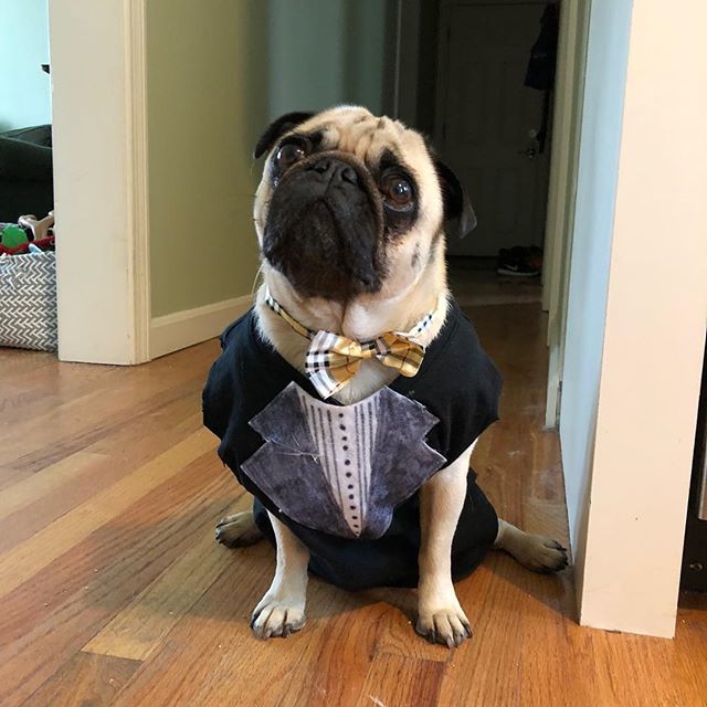 theurbanhound's tweet image. Fashion show prep with @therealmoosepug. Are you coming today??? 2-3:30...food, drinks, raffles, prizes, etc. All for a great cause. See you this afternoon! ·
·
·
#theurbanhoundhotel #urbanhound #dogsofthesouthend #dogsofboston #theurbanhound #southenddo… ift.tt/2KcmrBc