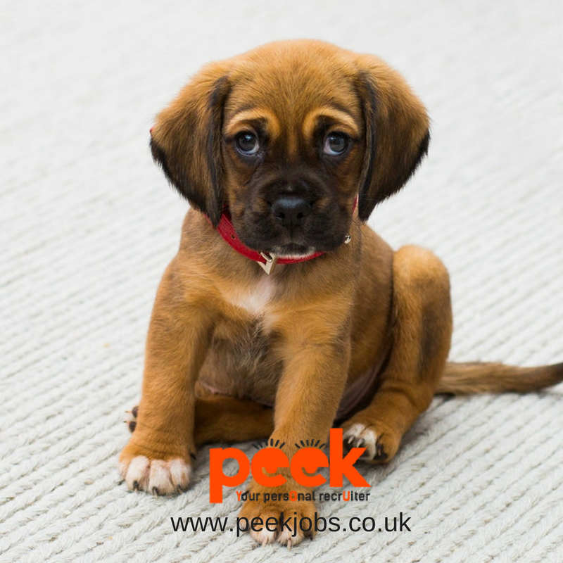 Interview advice: Relax and have #cutedog pictures at hand.

#Dogs are proven to help reduce #stress. If you're feeling a little #nervous before your #interview starts we recommend having a few of your favourite #pictures on hand.

| #Apply for jobs at peekjobs.co.uk |