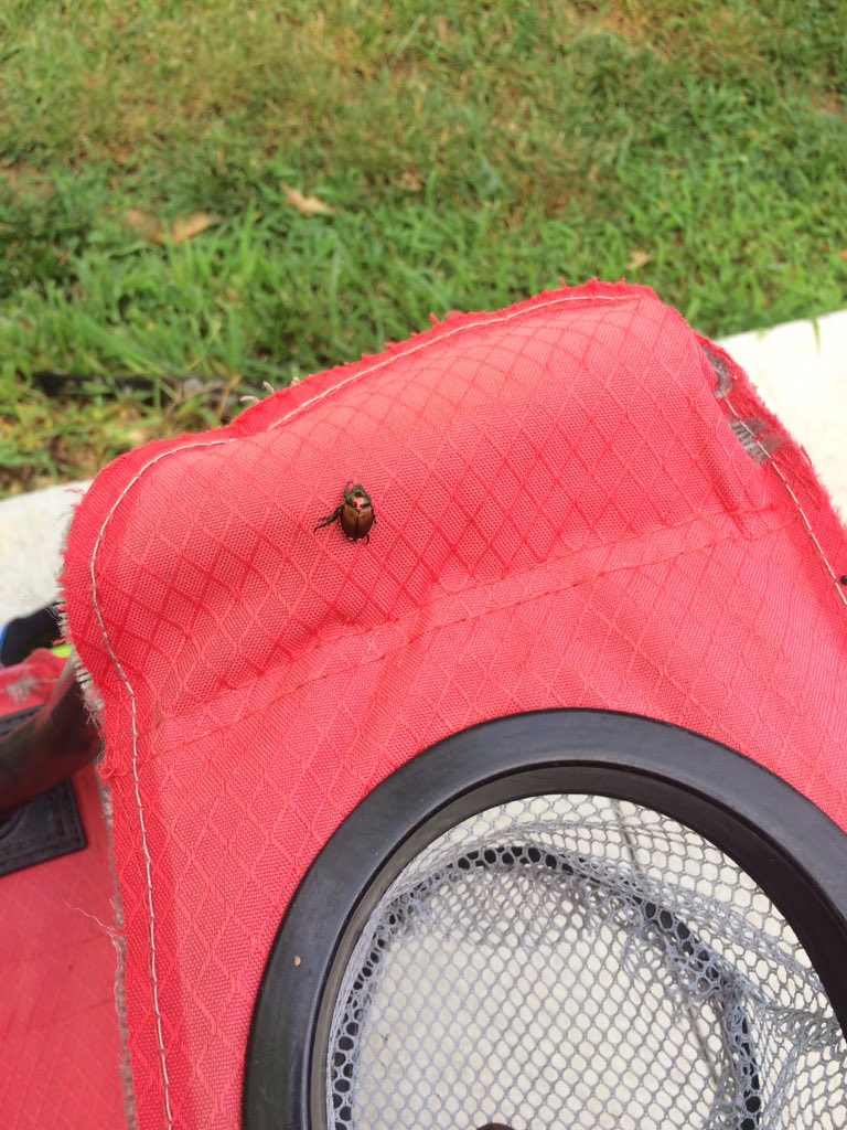 DozzzzzEric's tweet photo. Little bastard took my chair this morning! #justcouldntwait #japanesebeetle https://t.co/teJXSIM1Zt