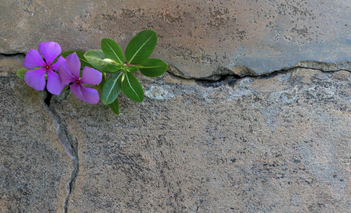 CoinDesk's tweet image. Crypto Non-Profits Are Flawed – Zcash Thinks It Can Change That bit.ly/2KhxEwY