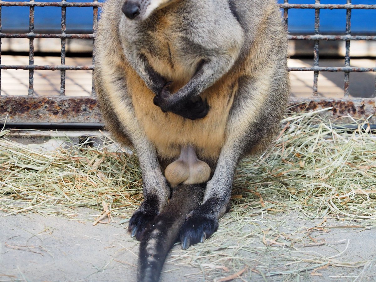 ワバダブ Auf Twitter オグロワラビーのオグロワラビーです オグロワラビー 野毛山動物園