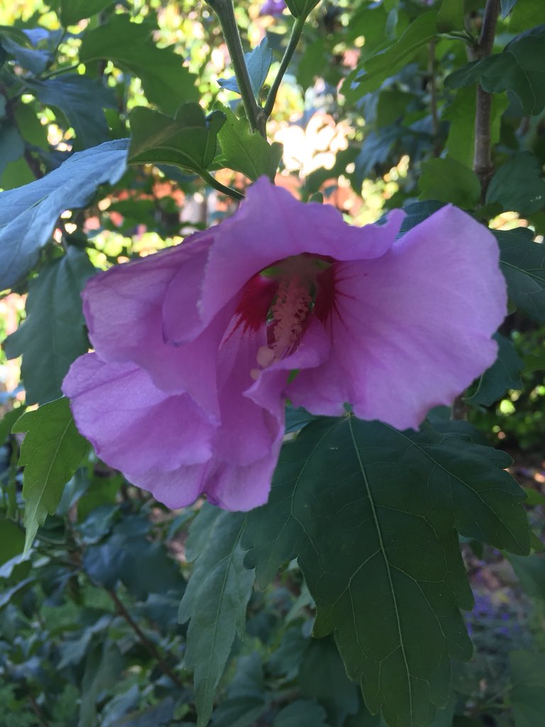 Ferrari Silvia Contraccambio Di Vero Cara Cristina Buon Pomeriggio A Te E A Tutti Gli Amici T Co 0elg0d7ksz