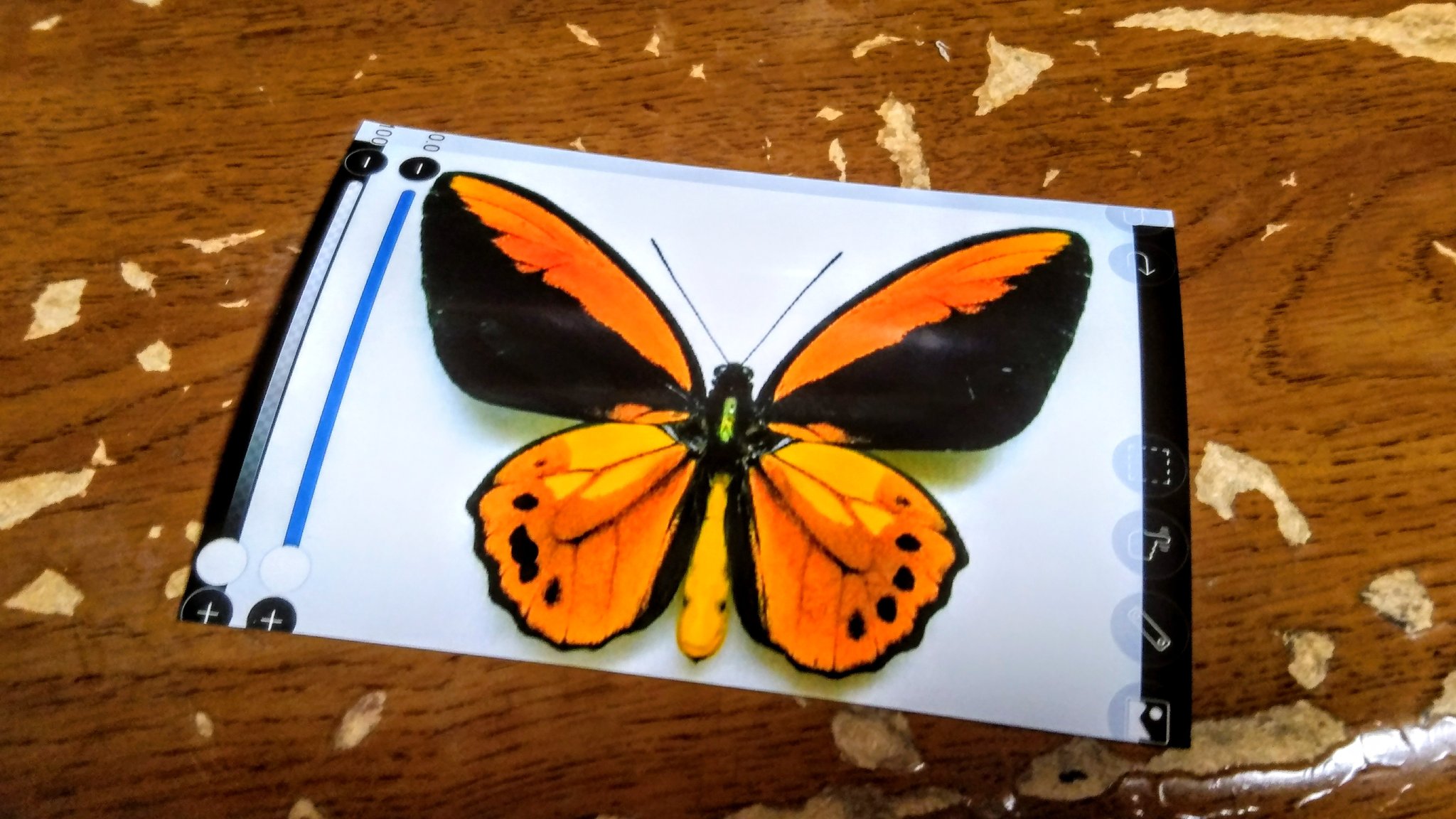 佑季 蝶の標本 フェイク の作り方 用意するもの 1 好きな蝶の写真 今回の写真はコンビニでプリントアウトしたもの 30円 2 割り箸 無料 3 百均 キャンドゥ で購入した標本ケース 4 ボンド 家にあったもの 好きな蝶の写真を用意します T Co