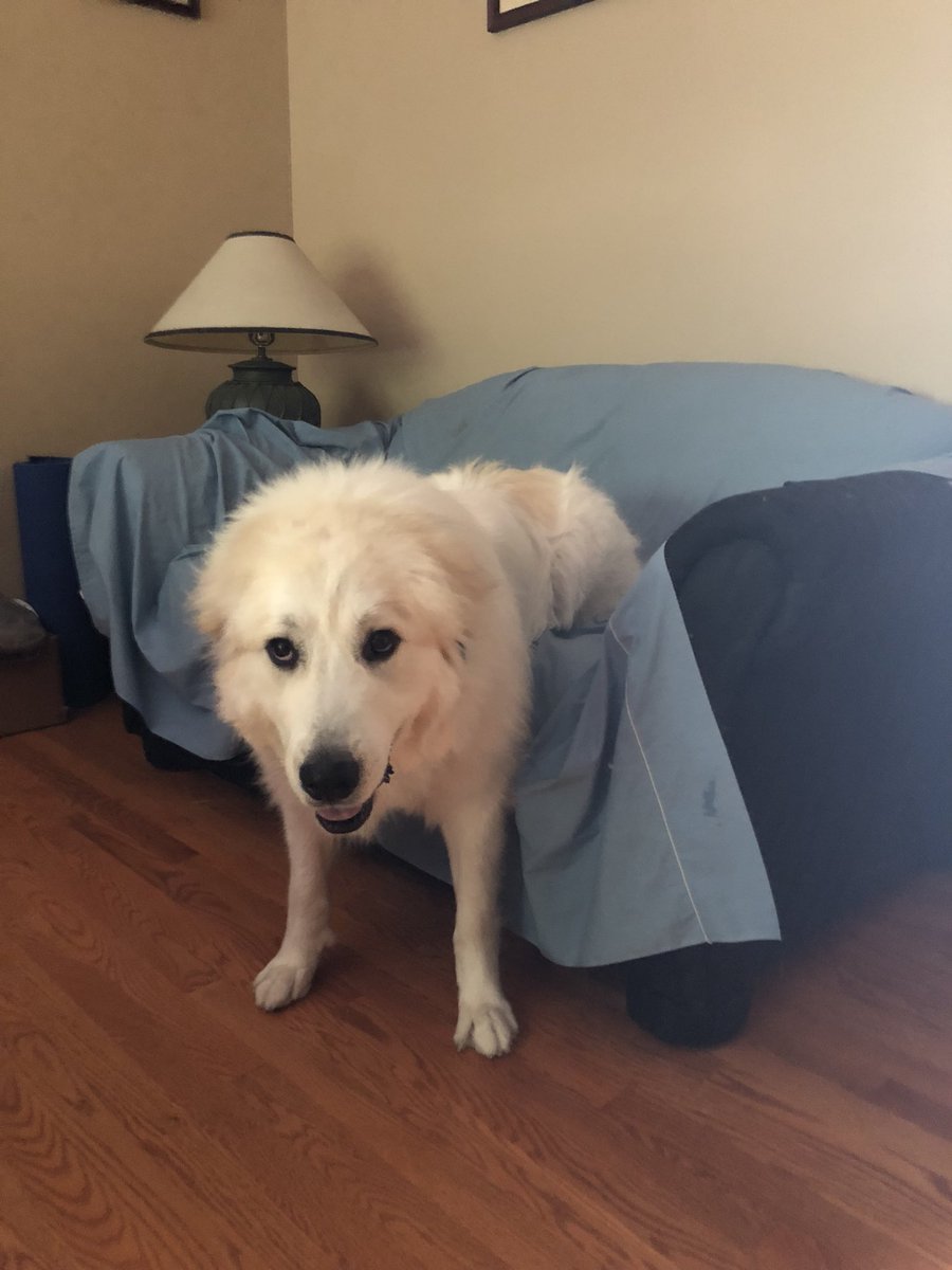AnmtdCo's tweet photo. And peep this puppy, she’s my puppy and also the best dog to grace this earth https://t.co/apraLupihX