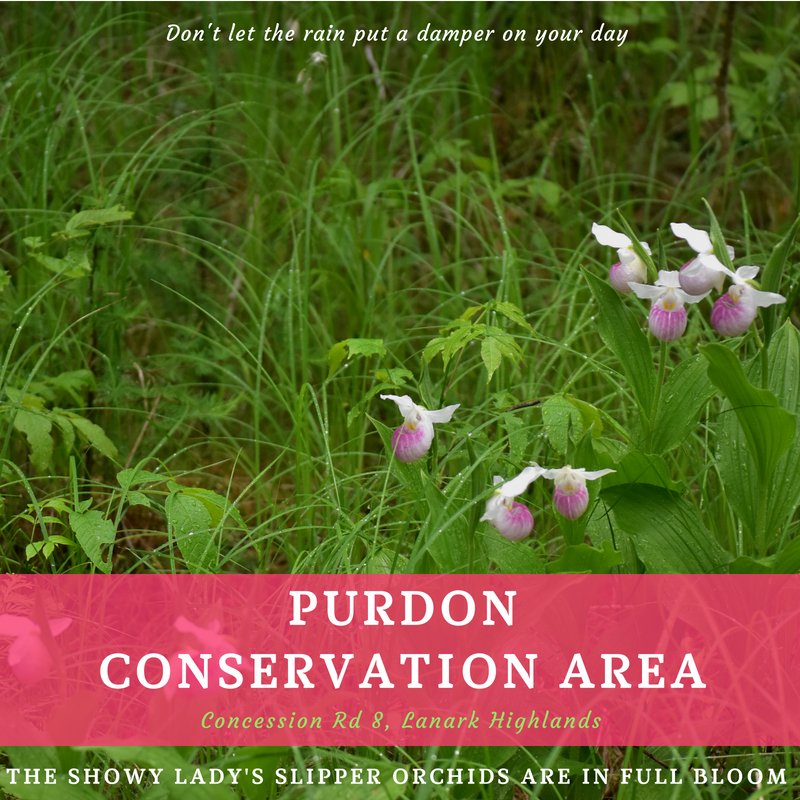 Orchids are in bloom! Plan a visit to Purdon Conservation Area this weekend. ow.ly/8ySb30kCR86