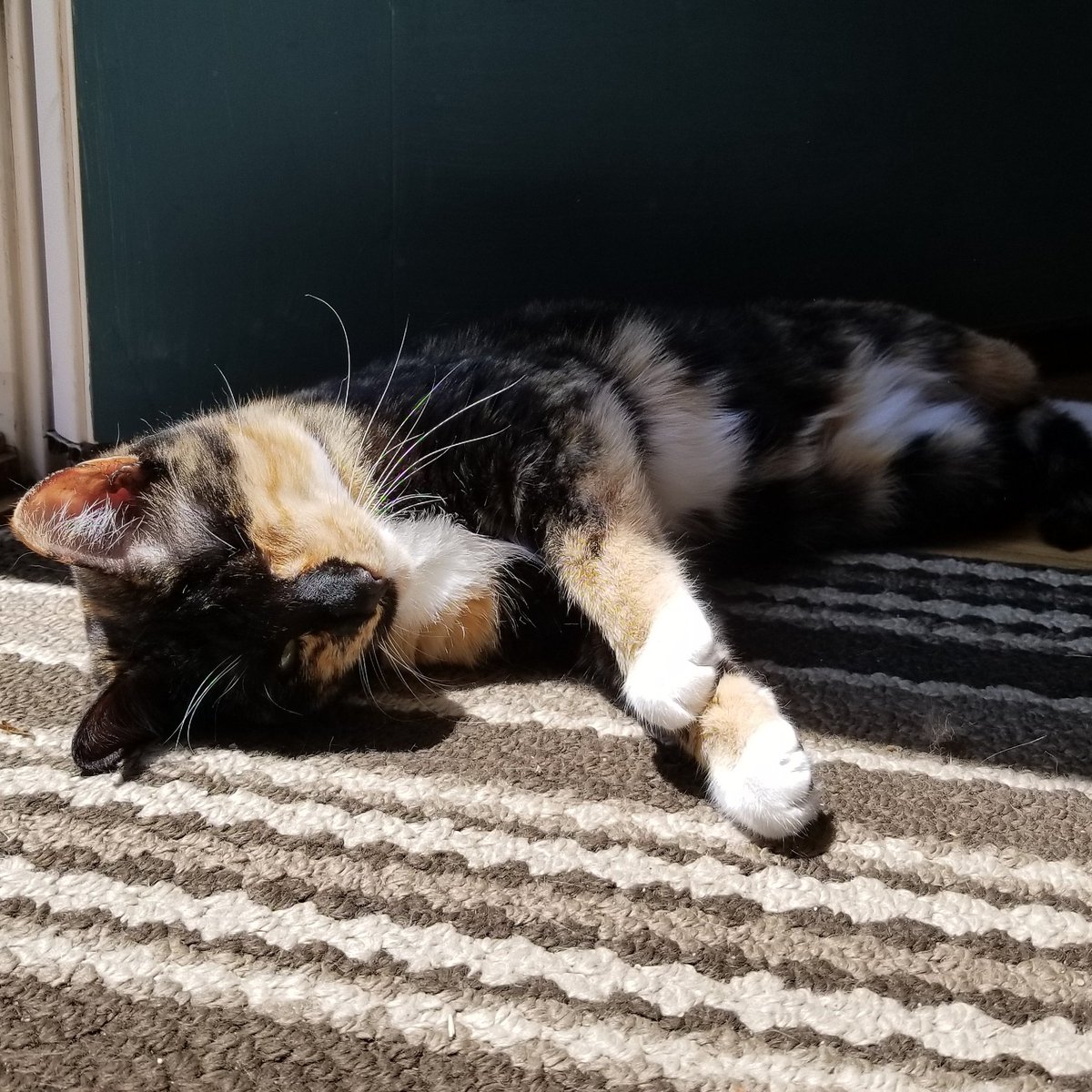 Happy #Caturday! #happycats #catsoftwitter #cats #AdoptDontShop #Animals #adorable #cute #catsofinstagram #catstagram #catsarefamily