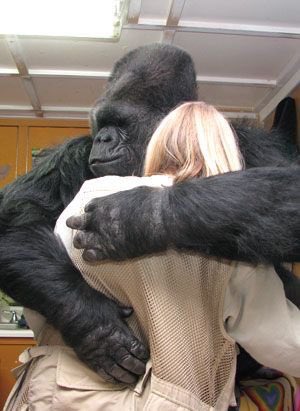 #RIPKoko You were just about the most amazing #nonhumanperson on Planet Earth. U showed humans that they need 2 UPDATE the #AnimalWelfareAct
