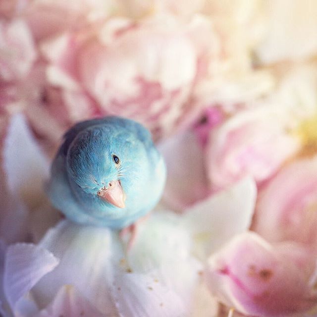 My little blue bird of happiness 🌸🐥
#WHP🌈 #loveislove
.
.
.
.

#freyaeverafter #pastels #parrotlet #visualcrush #allwhatsbeautiful #behappy #birdphotography #bluebird ift.tt/2K1qBwy
