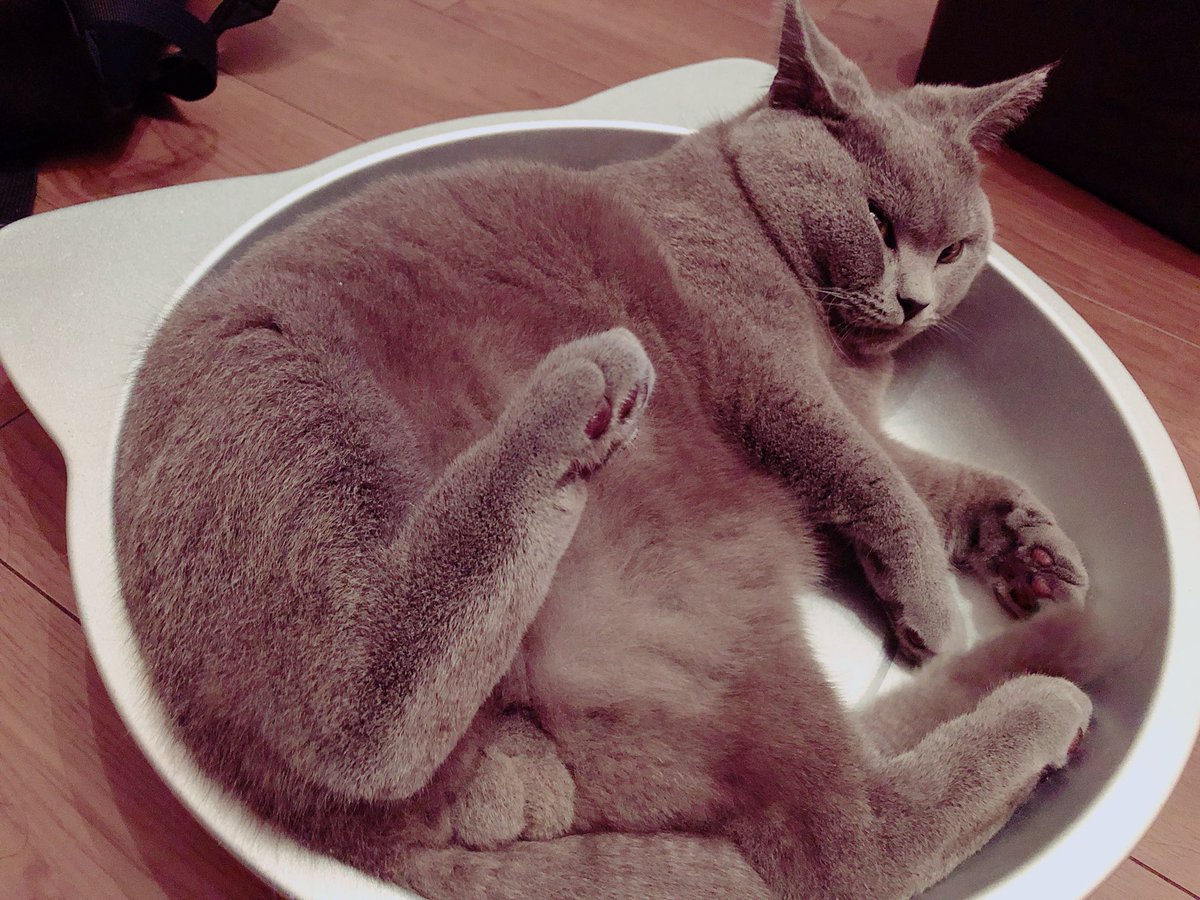 な…なんだか
フィットしてるというのか…
狭そうというのか…😂😂😂