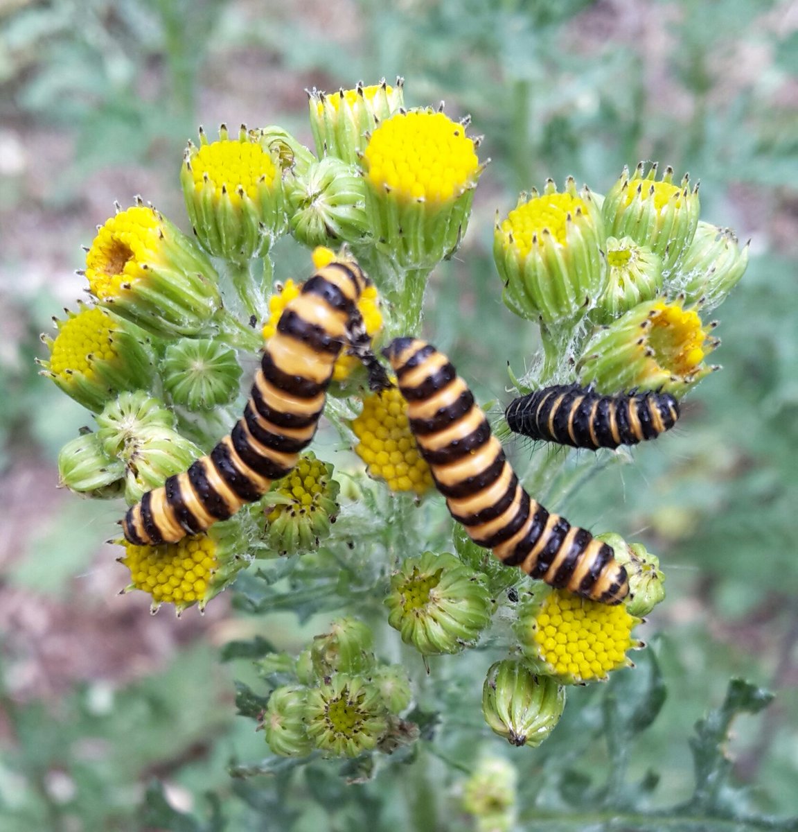 Wat was het boerenwormkruid in trek vandaag in de #amsterdamsewaterleidingduinen 
Al struinend rupsen Sintjansvlinder en ....joehoepie wel zeker 6 keizersmantels gezien @waarneming @vlinderNL