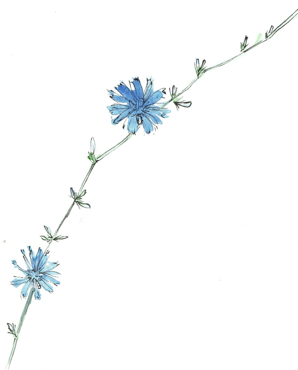 kedves_art's tweet photo. Chicory
watercolor / ink on heavyweight paper
21x29 cm
 €150 see in webshop

#artfosale #art #sellart #illustration #botanicalart #chicory #biocoffe  #originalart #watercolour #minimalart #birthdaygift #gift #drawing #painting #artist #ink #kedvesart #flower #flowerart #garden https://t.co/W0UiJOZmza