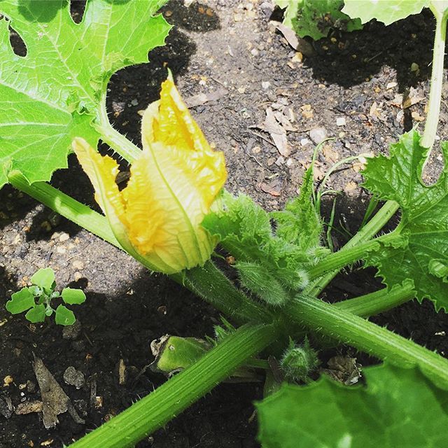 chickenotwoods's tweet photo. First courgette #flowers from our #urbangarden https://t.co/Ct0ss1E8vM https://t.co/rop72nUWSa