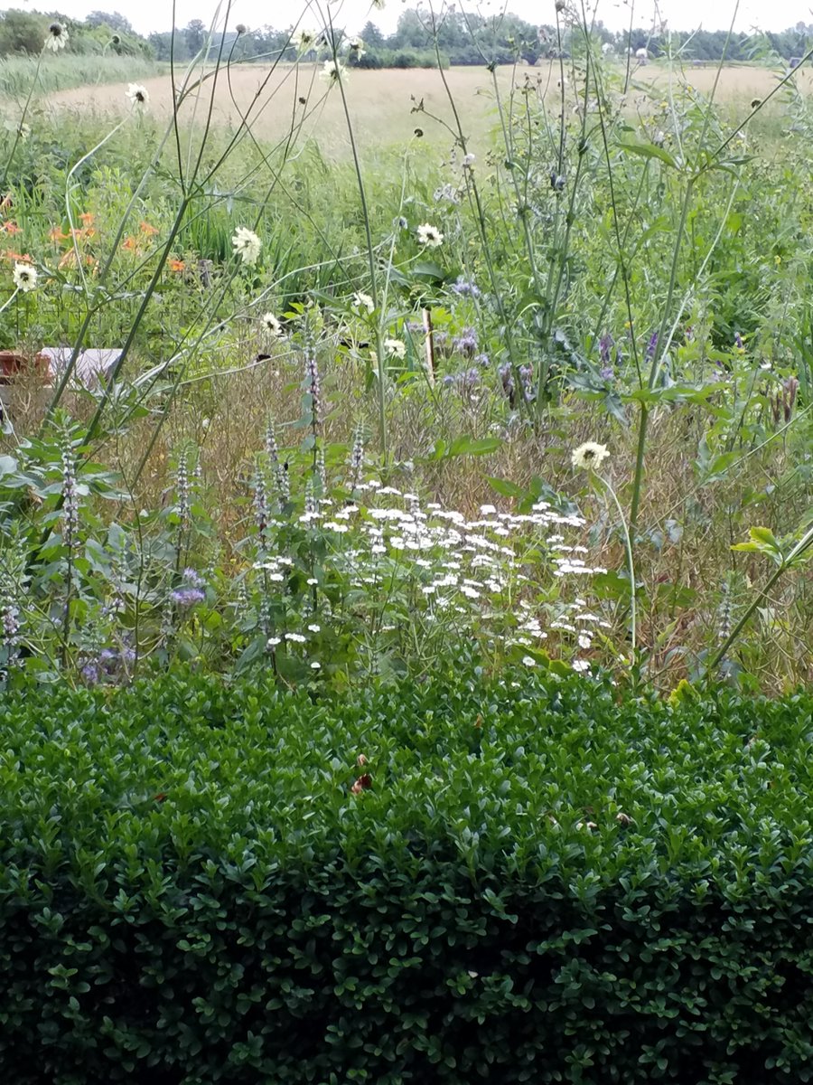 Rudiny's tweet photo. Onze #groentetuin hebben we een  paar jaar geleden veranderd in een #insectentuin @vreekenzaden https://t.co/FmEoZVlpKO