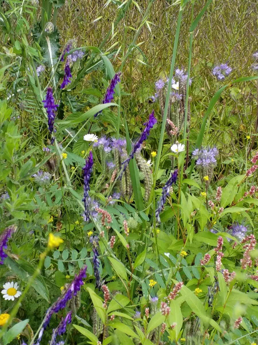 Rudiny's tweet photo. Onze #groentetuin hebben we een  paar jaar geleden veranderd in een #insectentuin @vreekenzaden https://t.co/FmEoZVlpKO