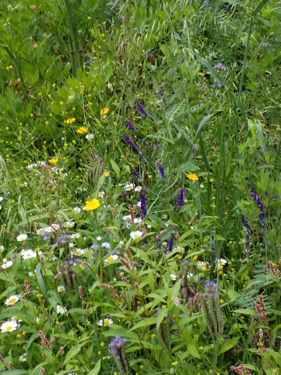 Rudiny's tweet photo. Onze #groentetuin hebben we een  paar jaar geleden veranderd in een #insectentuin @vreekenzaden https://t.co/FmEoZVlpKO