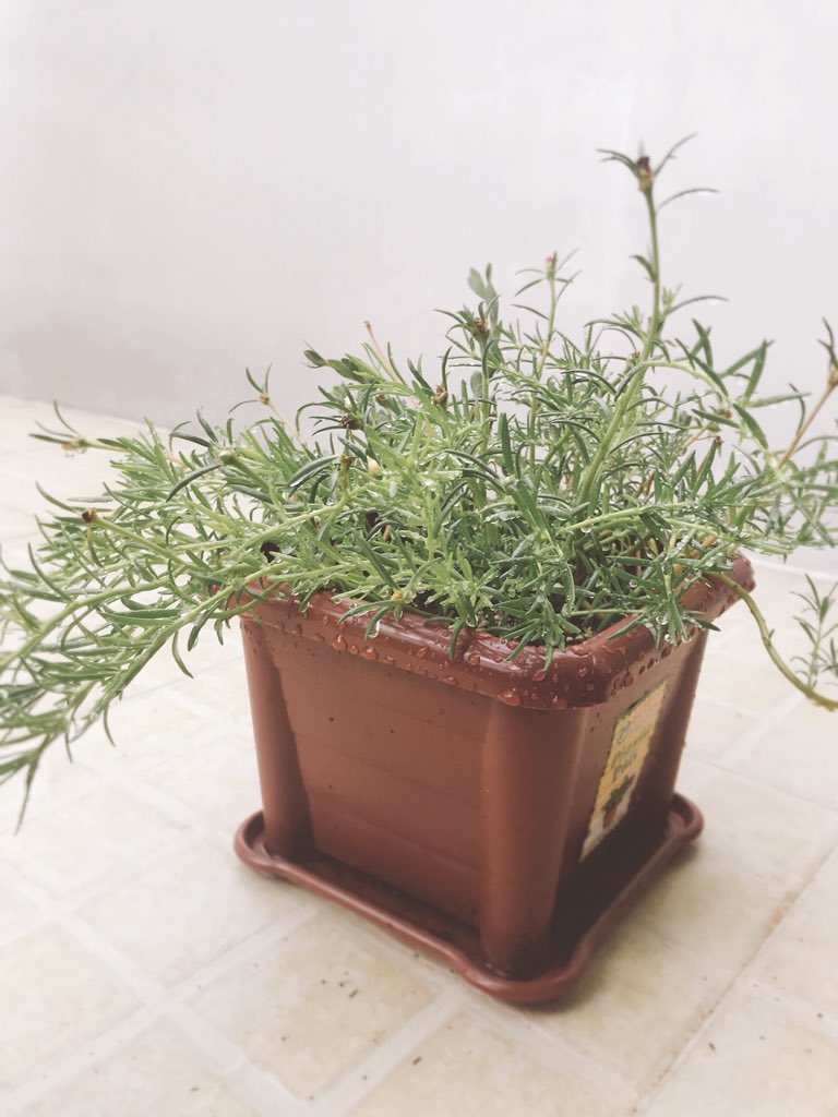 kmbastie's tweet image. Aaaaah!!! So healthy!!! #magicrose brought this straight from mindanao and I only brought a handful of it, ngayon di ko na mabilang! ☺️🌹🌷🌺