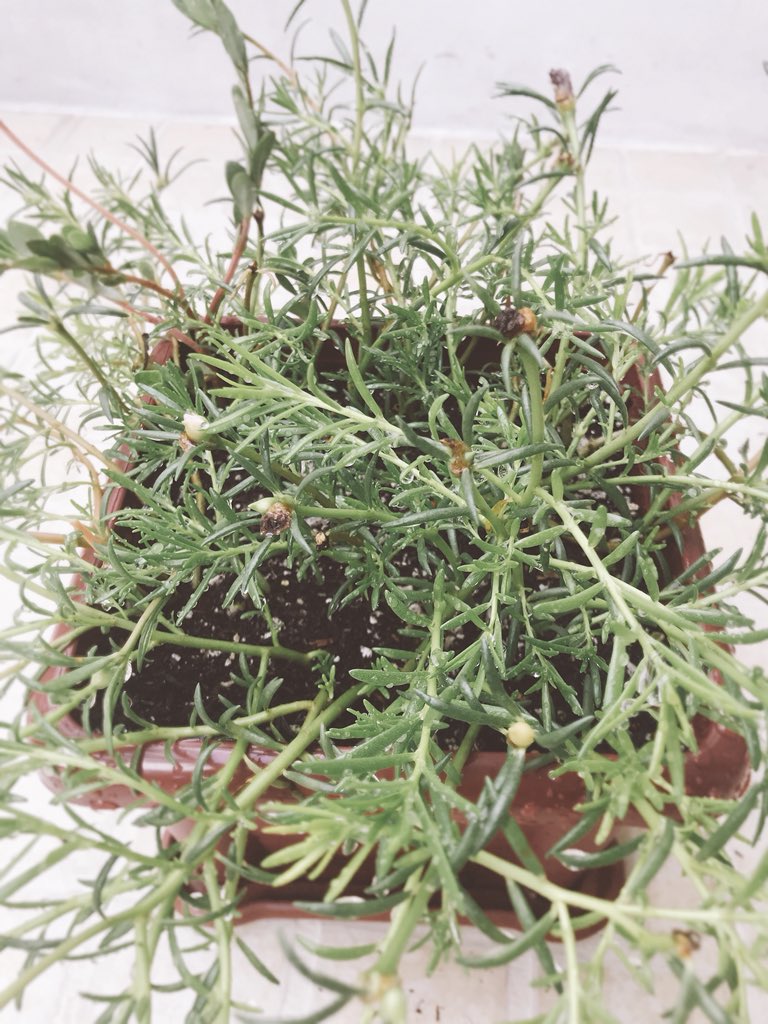 kmbastie's tweet image. Aaaaah!!! So healthy!!! #magicrose brought this straight from mindanao and I only brought a handful of it, ngayon di ko na mabilang! ☺️🌹🌷🌺