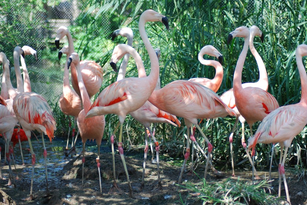 dpzoo's tweet photo. Think pink! #nationalflamingoday #ZCOG @dpzoo is proud to support ZCOG's Chilean Flamingo Conservation Monitoring Program. https://t.co/JyfeSGgVsL