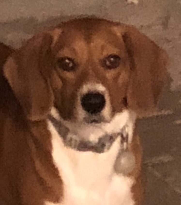 CafferkyJimmy's tweet image. I get in over 180 cable channels with her ears. This morning she wanted to go rabbit hunting so I opened up the back door. This bitch is nuts