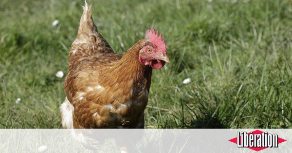 Les bonnes raisons d'adopter une poule dlvr.it/QYGW79