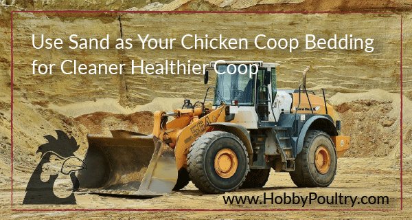 HobbyPoultry's tweet photo. Sand as a Coop Bedding: How to Keep Your Coop Dry and Clean https://t.co/fJ5OnJfYB4 https://t.co/eRkYdbZwmQ