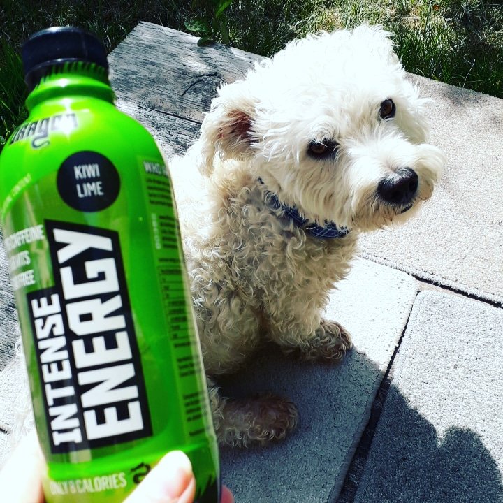 kellymroche5's tweet image. Two of my favourite things. My lamb and #intenseenergy 
@LittleDragonIRE 😍🐶💪