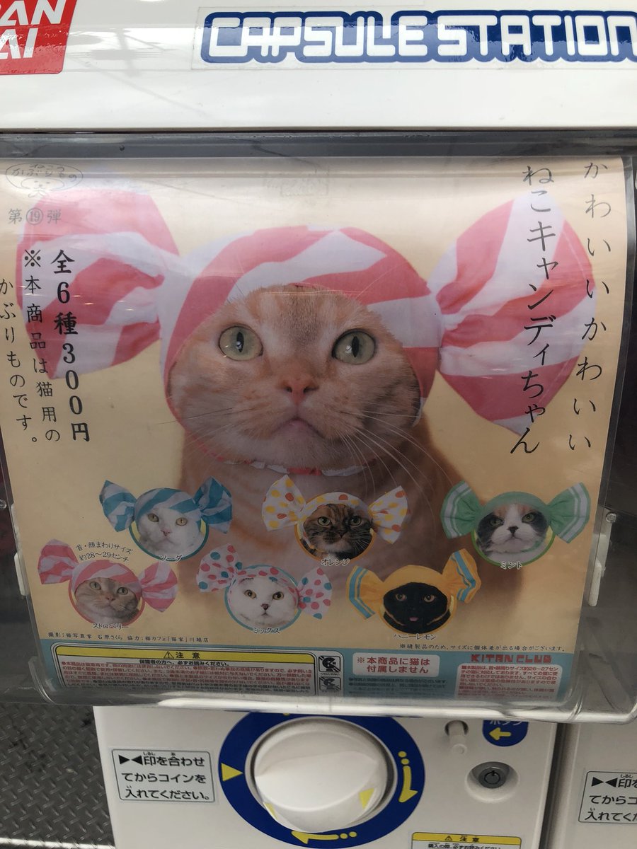 Stoya on Twitter "Belgrade, 409am. Cats are either fighting or