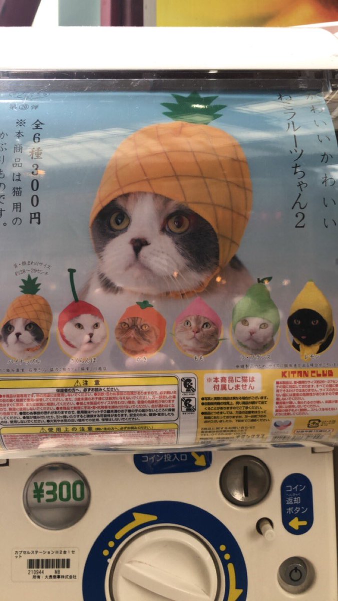 Stoya on Twitter "Belgrade, 409am. Cats are either fighting or