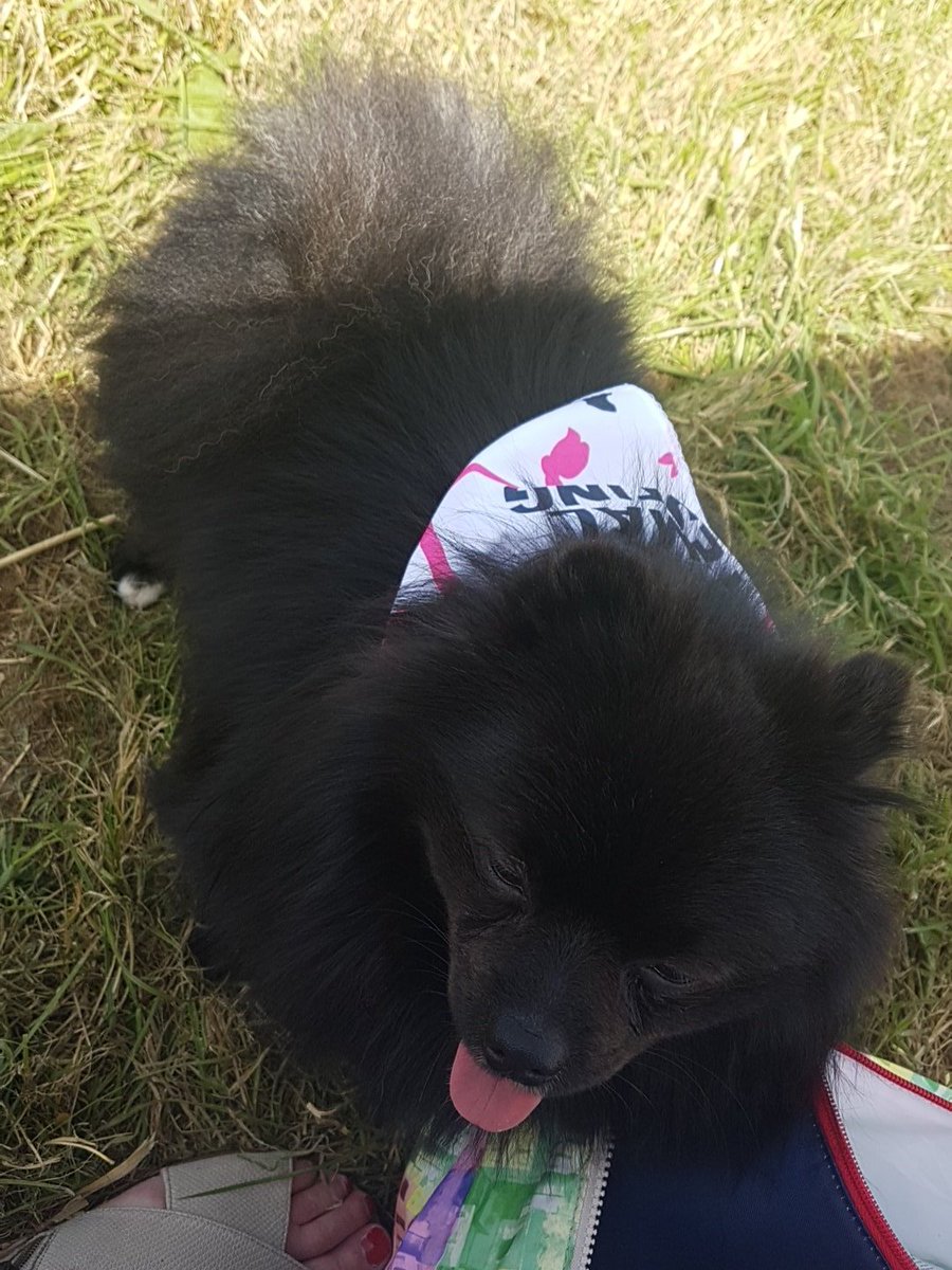 SunflowerbobS's tweet image. #againstanimaltesting #dogfest #GermanSpitzKlein #TheBodyShop