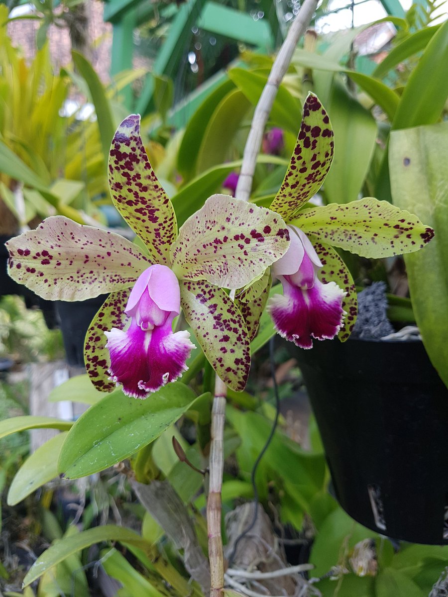 Cattleya tianmu sesame