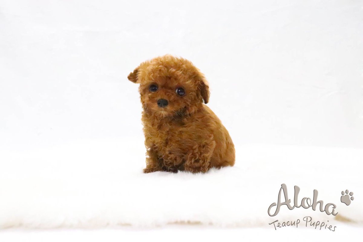 red teddy poodles
