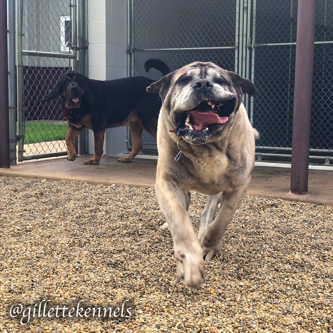 Gillette Kennels (gillettekennel) Twitter
