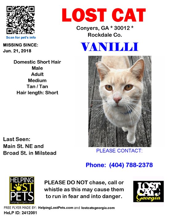 Cat lost. Missing cat. Lost cat приколы. Lost cat. Cat lost.