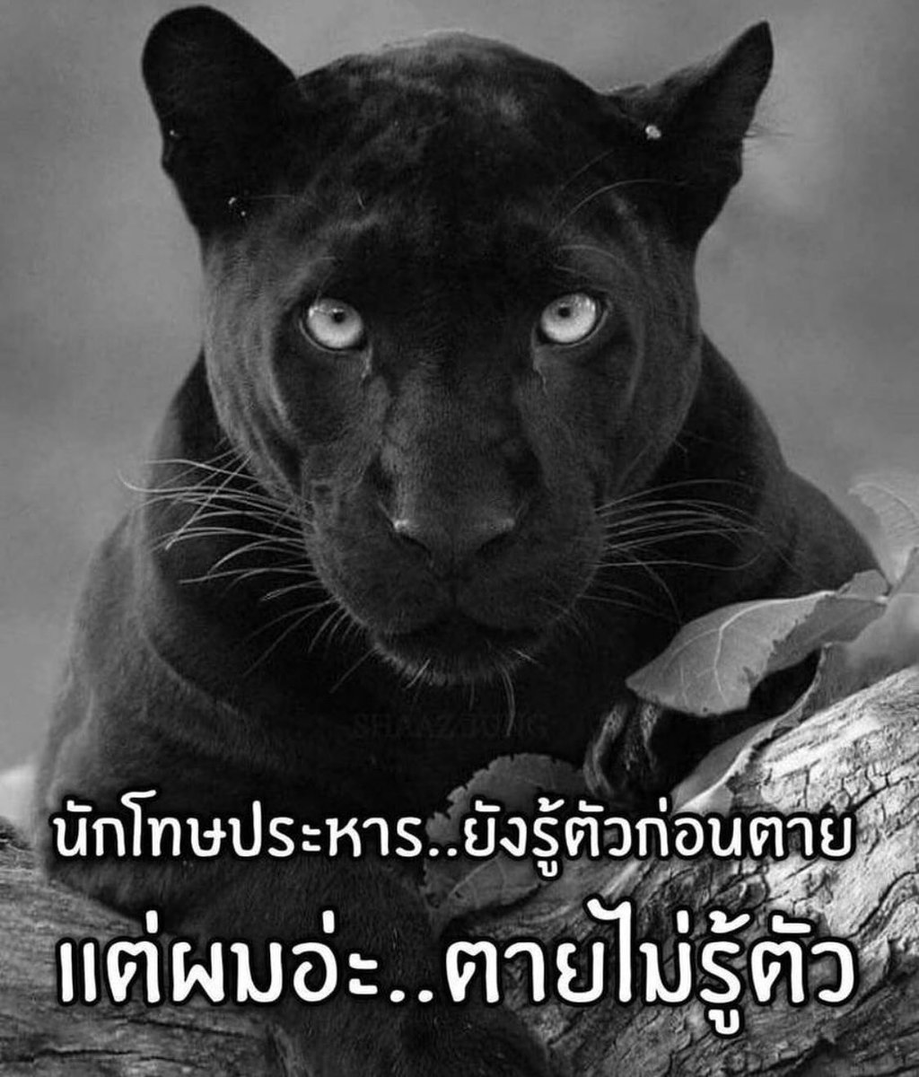 SavePanther's tweet photo. #เสือดำต้องไม่ตายฟรี #ทุ่งใหญ่ #ฝนตกที่ทุ่งใหญ่ #เปรมชัย #เปรมชัยกรรณสูตร  #BlackPantherWasKilledInThailand https://t.co/Q5XnCwuVPP