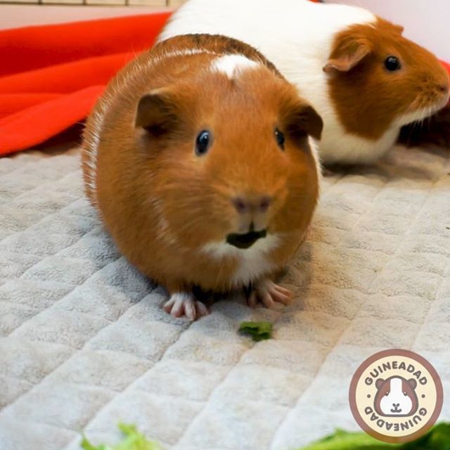 GuineaDad's tweet photo. How's my new lettuce lipstick? #thisisntthecolor #iwanted #unintended #gothicpeanut 
_____
Guineadad, helping piggies live their lives to the fullest https://t.co/OulTySVejw https://t.co/APDO34c0h7
