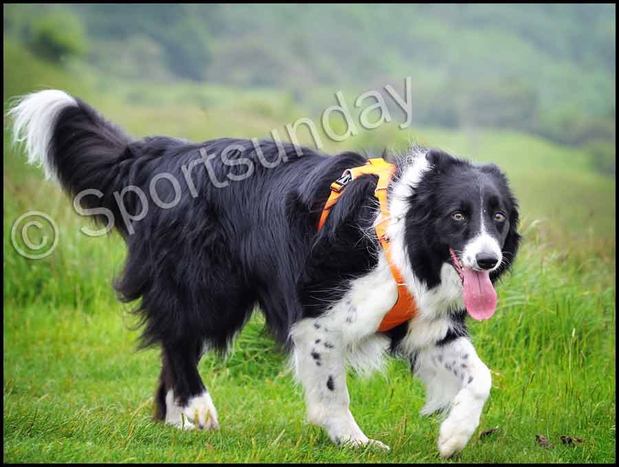 PipTheCollie's tweet photo. Race day with the humans. 🏃🏻‍♀️🏃🏻‍♂️This is the life! @BCTGB @border_collies https://t.co/rvJGqodgPO
