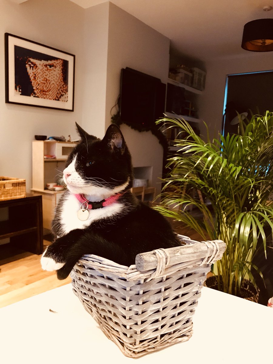 mmmmillips's tweet photo. Ted Banner. In a basket too small for him. Making it work for him. #ColdChilling #ZeroFucks https://t.co/gpsybTHB1t
