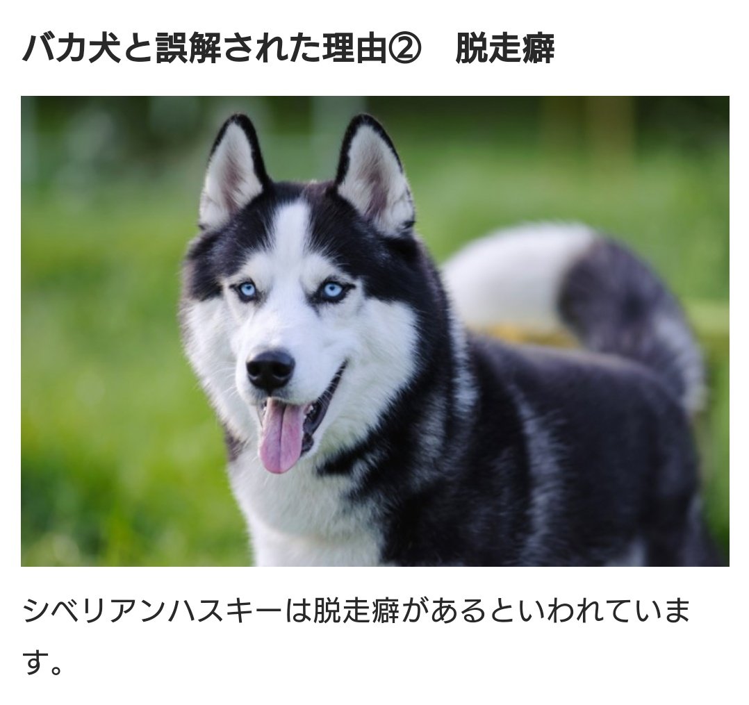 Suzu ガリさんとみじゅきがまた涼様のこと小馬鹿にしてて 好き はしもっちゃんはハスキー犬 自分の尻尾追っかけるポンコツ犬だから みたいなこと言ってて死ぬほど笑ったんだけど ちょっと調べたらハスキーめっちゃ涼様でお腹痛い Hihijetsさんは