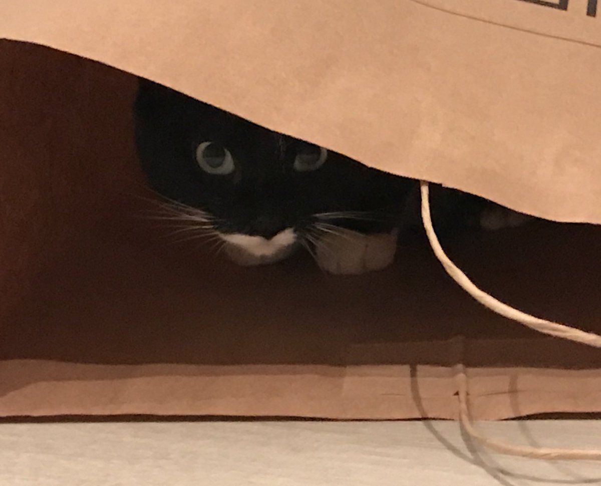 How did you two meet? Een verhalenproject van het dierenasiel  <a href="/san/">さ 2024</a> francisco featuring...Sophie-the-cat😀 stories.sfspca.org/user-story/lov… #kat #usa