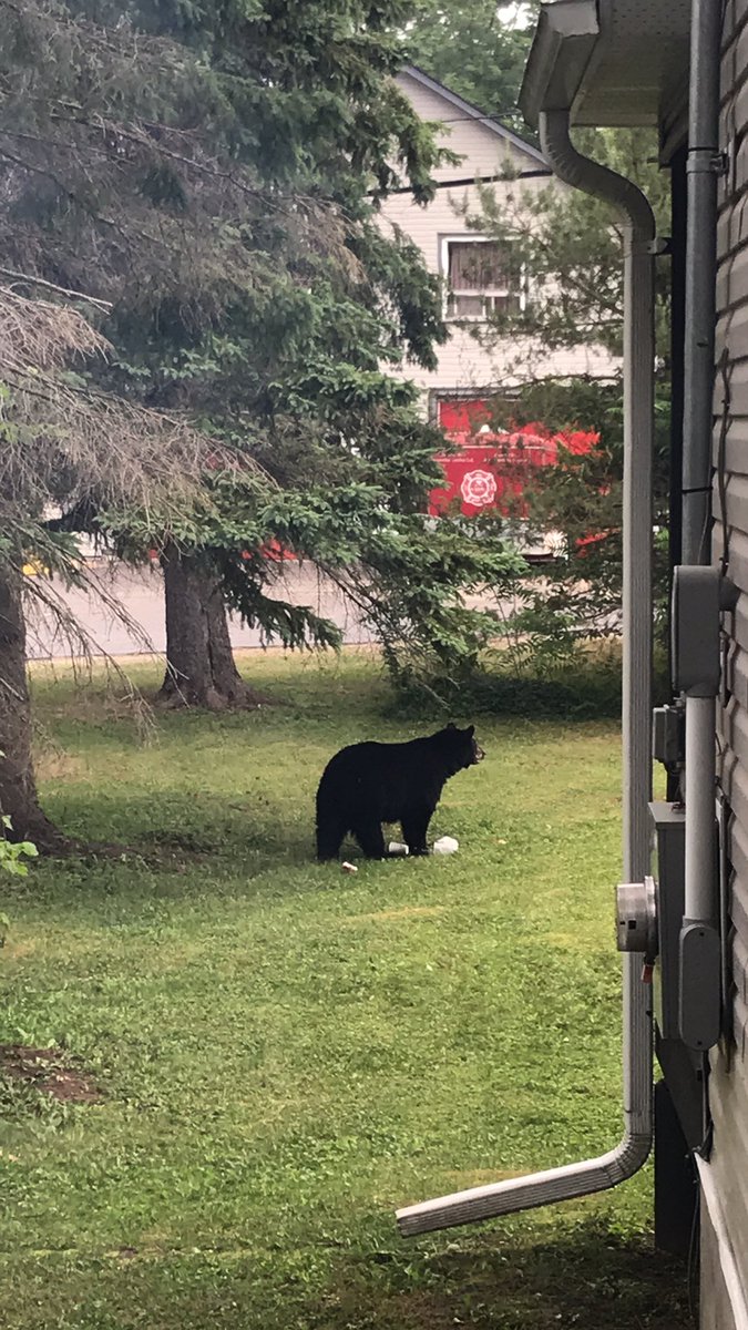 Keep an Eye out for the Bear!  Last seen on Grey St. in Bala! <a href="/Muskoka411/">Muskoka411 News</a> #welcometomuskoka