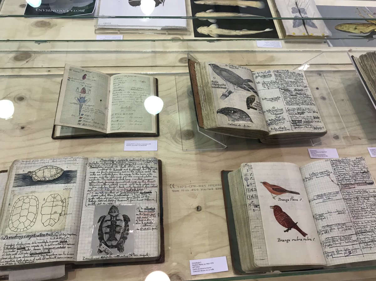 paolapstz's tweet photo. Field notes from Nicéforo Maria 1963-1970 Colombia 🇨🇴 😯 @sibcolombia  in #FIMA2018 https://t.co/zJCofQ9URr