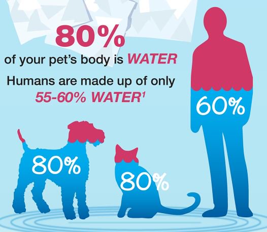 updogbox's tweet photo. Today is National Hydration Day. Doggos need more water than hoomans, so always make sure their bowl is full and carry some with you when you’re out. #BecauseDogsRule https://t.co/E5Rk8GGUWI